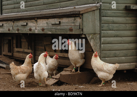 Free range organic chickens on a farm in midlands UK Stock Photo