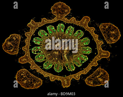 Darkfield photomicrograph Marrow cucurbita flower bud TS Stock Photo
