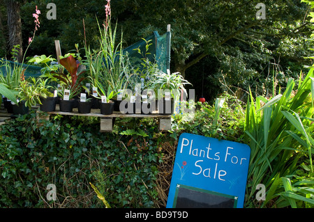 Plants for sale in quiet lane leading to Penberth Cove, West Penwith, Cornwall Stock Photo