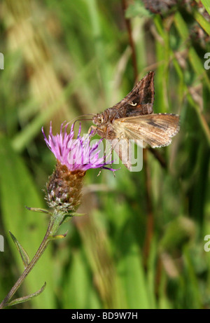 Beautiful Golden Y Moth, Autographa pulchrina, Noctuidae, Plusiinae, Lepidoptera Stock Photo