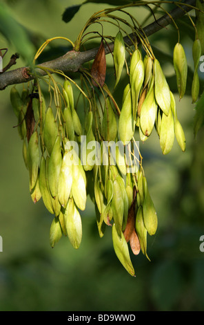 European Ash or Common Ash Tree Seeds, Fraxinus excelsior, Oleaceae Stock Photo