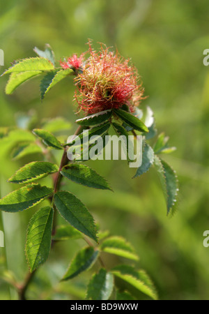 Bedeguar Gall on Dog Rose. Caused by the Parasitic Mossy Rose Gall Wasp, Diplolepis rosae, Cynipoidea, Hymenoptera. Stock Photo