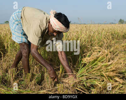 Man harvesting rice in a field north of Madurai, Tamil Nadu, India Stock Photo