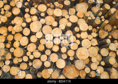 Piles of chopped logs in the Lake District Cumbria England Stock Photo