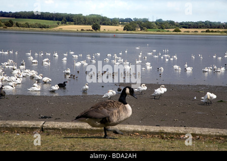 River views at Manningtree England s smallest town on the south bank of the River Stour, with Canada Geese and swans Stock Photo