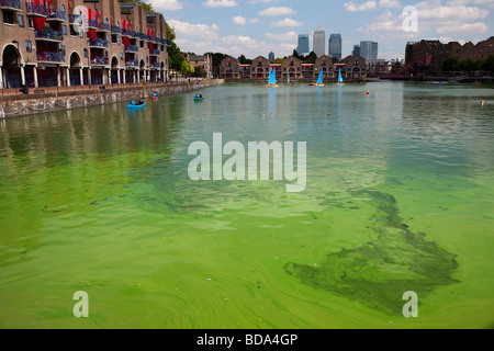 Dangerous to health, this Blue Green Algae grows in Shadwell Basin East London. The local council put up signs warning of danger Stock Photo