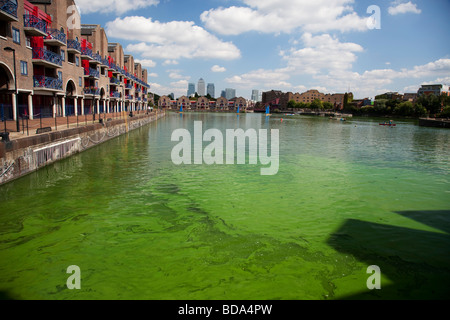 Dangerous to health, this Blue Green Algae grows in Shadwell Basin East London. The local council put up signs warning of danger Stock Photo