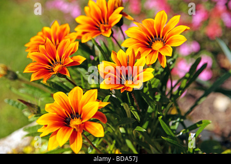 Colourful Gazania flowers in full bloom Stock Photo