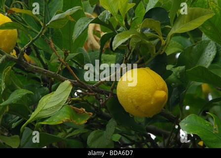 Zitrone lemon 03 Stock Photo
