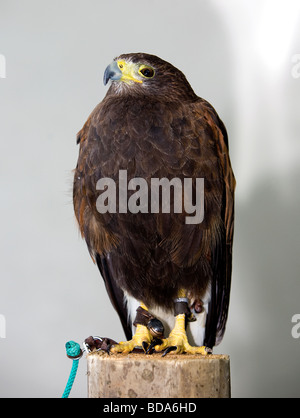 Gill, a Harris Hawk at Stockley Farm, sitting on a wooden log Stock Photo