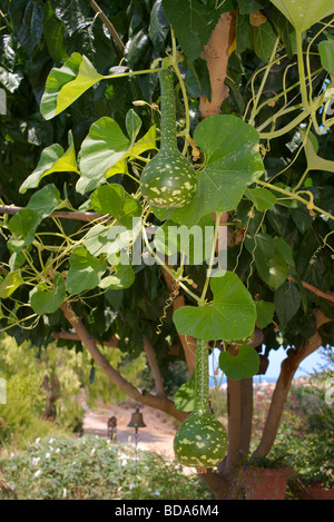 Bottle gourds hanging from mulberry tree Stock Photo