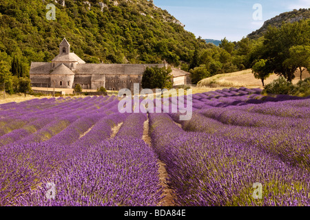 Lavender field at Abbaye de Senanque near Gordes, Provence France Stock Photo