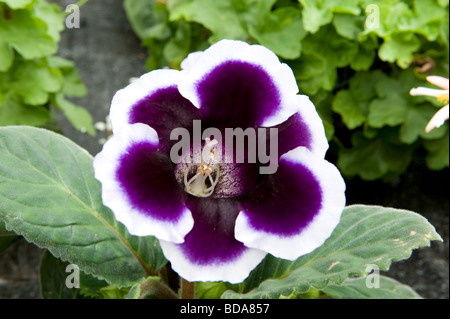 Gloxinia sinningia. Striking single bell shaped flower Stock Photo