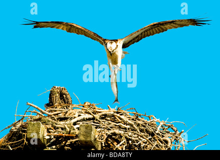 Osprey landing on nest with fish in its talons Stock Photo