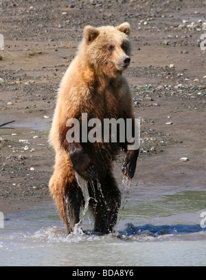 Brown bear standing in the water Stock Photo