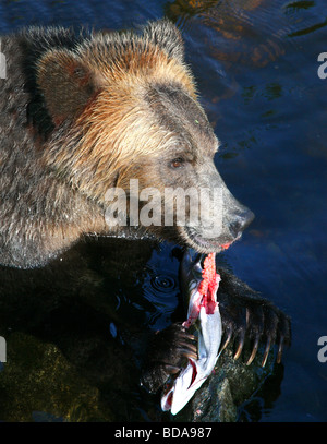 Grizzly Bear eating a salmon Stock Photo