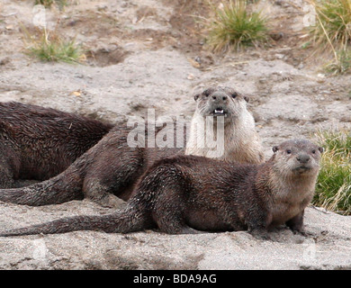 Pair of river otters on alert Stock Photo