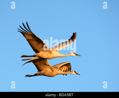 Pair of Sandhill Cranes in flight Stock Photo