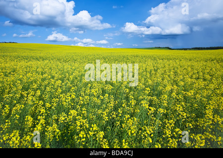 Canola field and cumulus clouds on the Canadian Prairie, Pembina Valley, Manitoba, Canada.