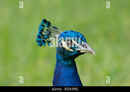 Head of Colorful peacock in housing estate near Port Canaveral, Florida Stock Photo