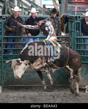 Bull rider Hanging On for Dear Life at a Small Town Rodeo Stock Photo
