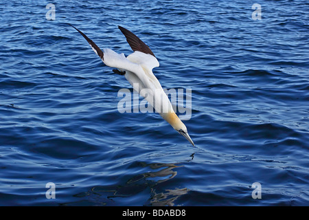 Gannet diving fishing Morus bassanus Sula bassana Stock Photo