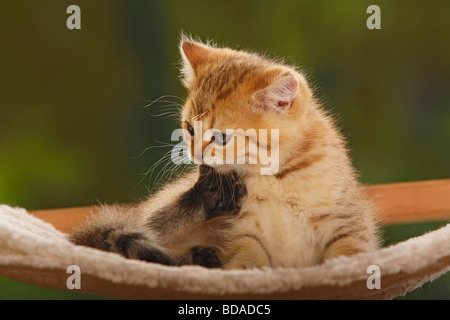 British Shorthair Cat kitten golden mackerel tabby gnawing at its paw Stock Photo