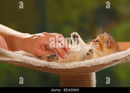 British Shorthair Cat kitten golden ticked tabby having her belly caressed caressing stroking Stock Photo