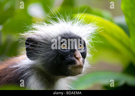 Red Colobus Monkey Jozani Forest Zanzibar Stock Photo