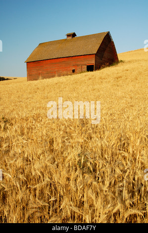 Old barn surrounded by ripe wheat ready for harvest in the Palouse area of southeastern Washington state Stock Photo