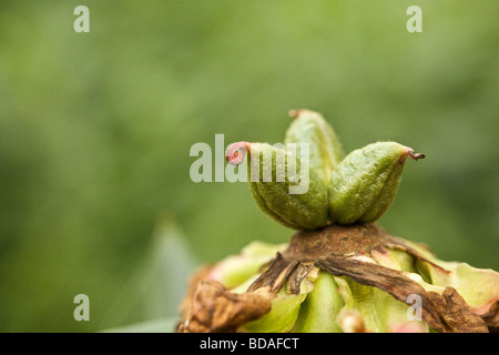 Peony seed pods Stock Photo