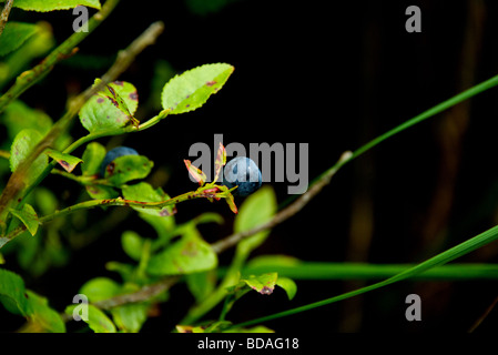 bilberries on bush Stock Photo
