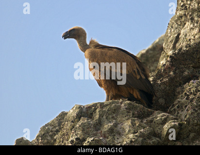 GRIFFON VULTURE  GYPS FULVUS PERCHED ON ROCKS. EXTREMADURA  SPAIN Stock Photo