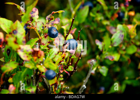 bilberries on bush Stock Photo