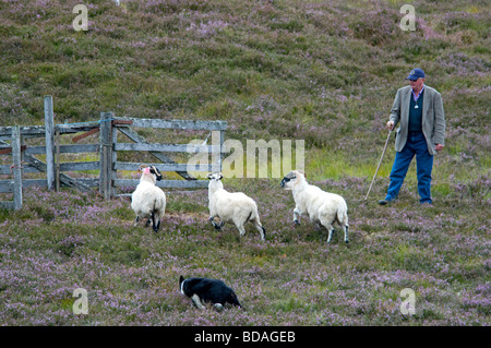Highland shepherd working his Border Collie Dog at Scottish sheepdog Trials Stock Photo