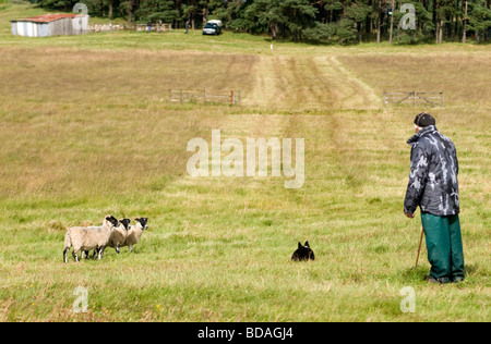 Highland shepherd working his Border Collie Dog at Scottish sheepdog Trials Stock Photo