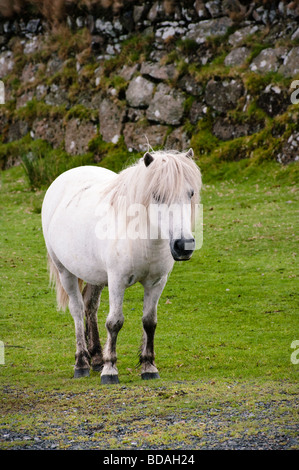 Single white Dartmoor Pony standing very close to the camera in side ...