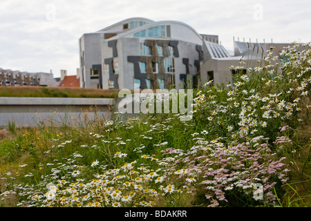 Wild flowers and grasses grow around the Scottish Parliament building in Holyrood, Edinburgh, a statement of green credentials. Stock Photo