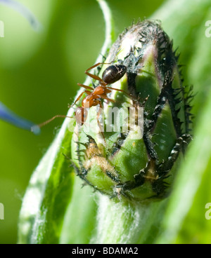 Ant on bud of Peony flower Stock Photo