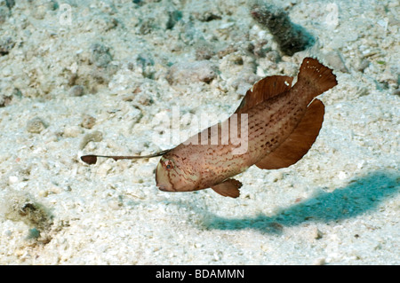 A juvenile Peacock Razorfish on a shallow reef in Yap Stock Photo