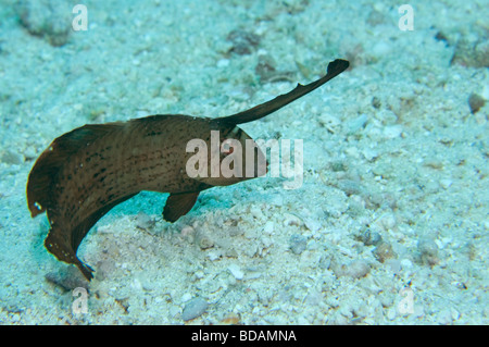 A juvenile Peacock Razorfish on a shallow reef in Yap Stock Photo