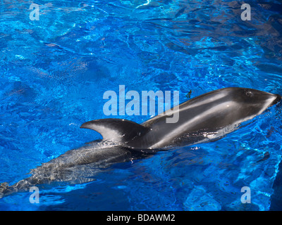 Amazing Dolphin display at the Vancouver Aquarium in Stanley Park, Vancouver Canada Stock Photo