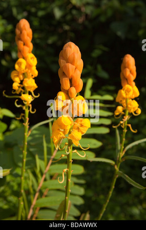 Indonesia Sulawesi Buton Labundo Bundo  Senna alata tropical wild flower with large orange bloom Stock Photo