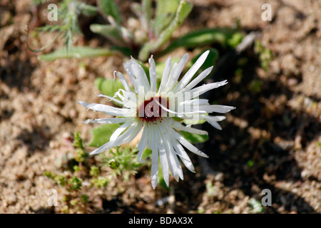 Livingstone daisy ( Dorotheanthus bellidiformis) in the Tienie Versfeld Nature reserve near Darling in the Western Cape Province of South Africa. Stock Photo