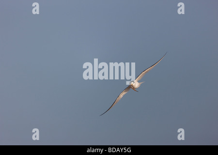 Least Tern Sternula antillarum antillarum flying with fish to feed it s mate sitting on a nearby nest Stock Photo