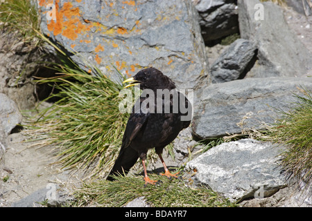 Alpendohle Pyrrhocorax graculus Alpine Chough Stock Photo