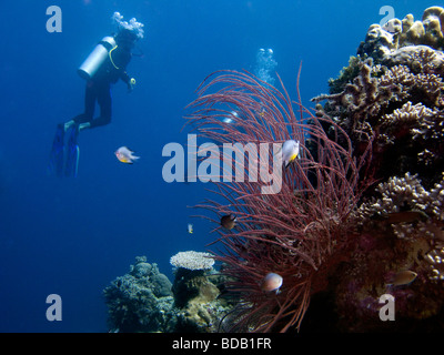 Indonesia Sulawesi Wakatobi National Park underwater scuba diver swimming above whip coral Stock Photo