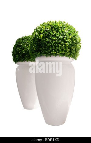 Shiny vases with green buxus isolated on white background. Buxaceae family plant in top. Stock Photo