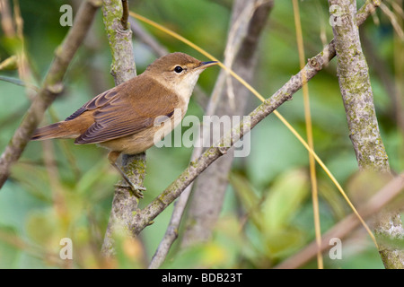 Reed Warbler - Acrocephalus scirpaceus Stock Photo