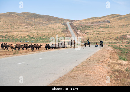 Mongolian camel herders stop to chat with motorcycle rider on highway, north central Mongolia Stock Photo